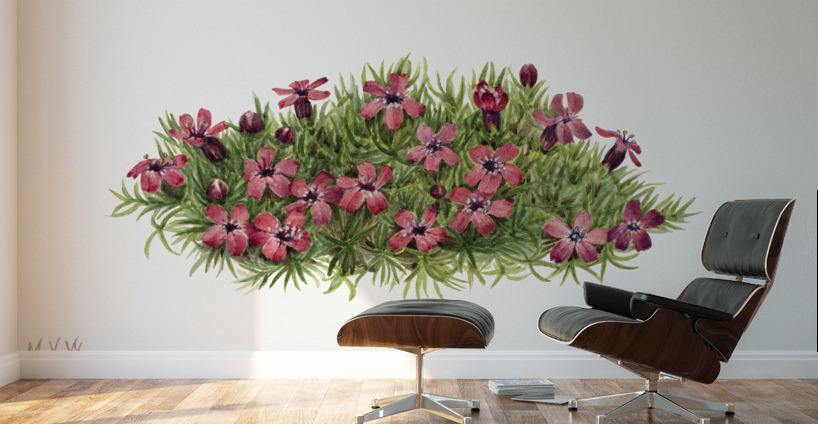 Moss Campion Silene acaulis 1924 Wall Murals