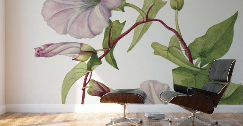 Hedge Bindweed Calystegia Convolvulus sepium 1932  Wall Murals