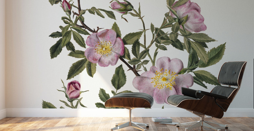 Rose Mallow Hibiscus moscheutos 1878 Wall Murals
