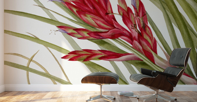 Quill Leaf Tillandsia Tillandsia fasciculata 1929 Wall Murals