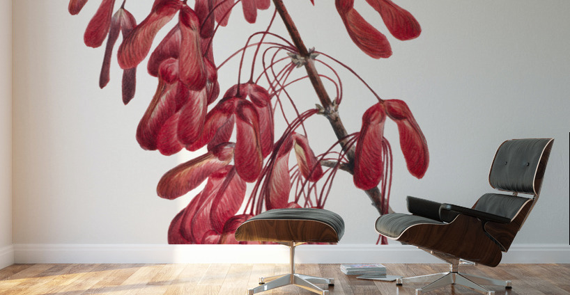 Carolina Maple Acer carolinianum 1923 Wall Murals