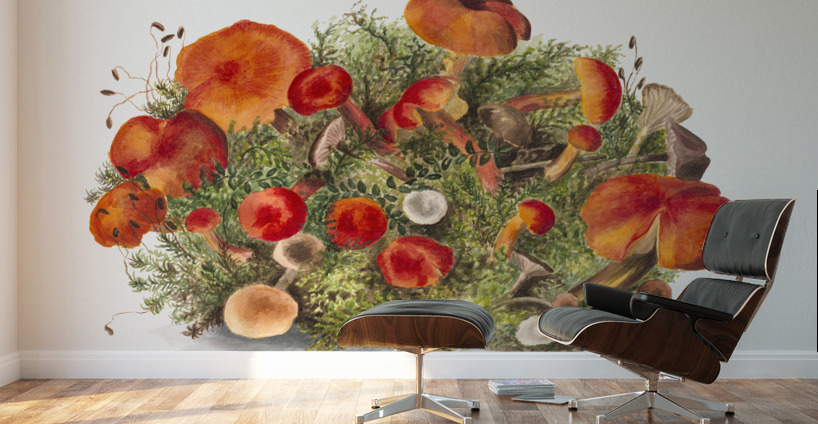 Study of Mushrooms 1880 Wall Murals