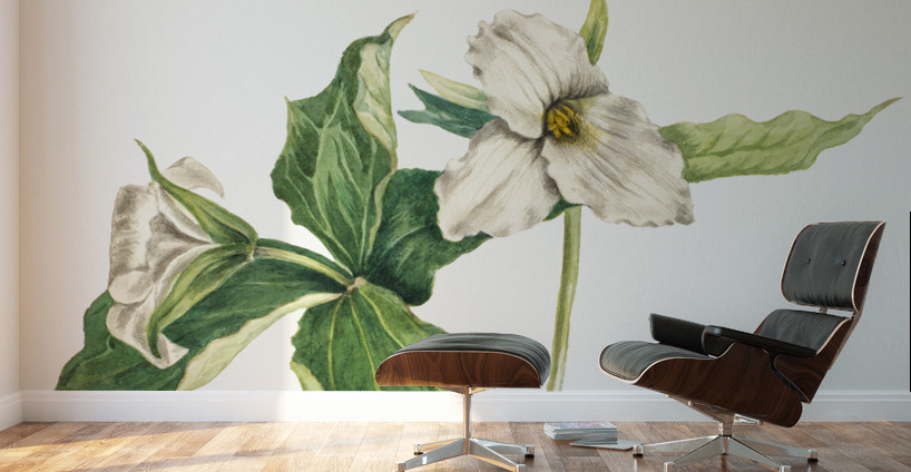 Wake–Robin Trillium grandiflorum 1918 Wall Murals