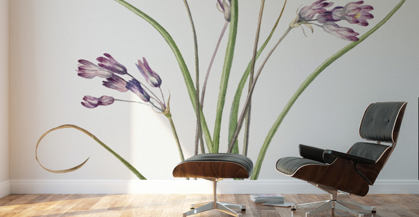 Wild Hyacinth Brodiaea pulchella 1927 Wall Murals
