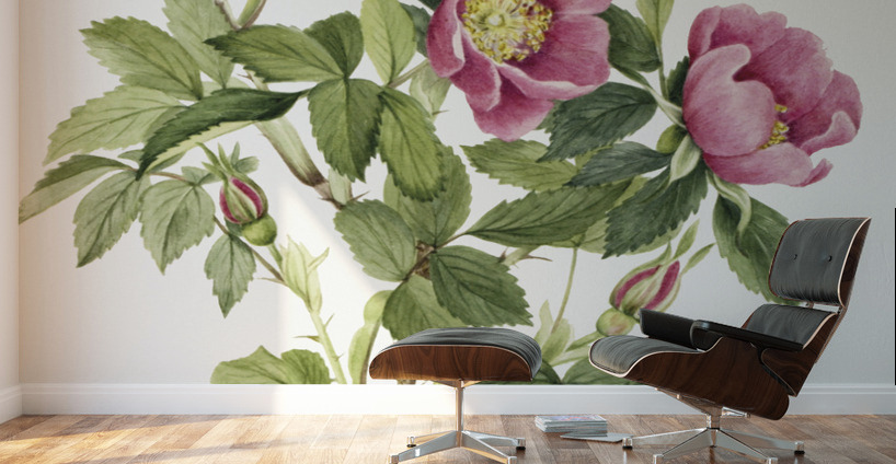 Bourgeau Rose Rosa bourgeauiana 1920 Wall Murals