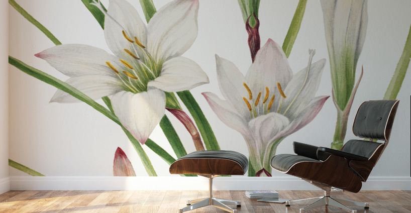 Atamasco Lily Atamosco atamasco 1925 Wall Murals