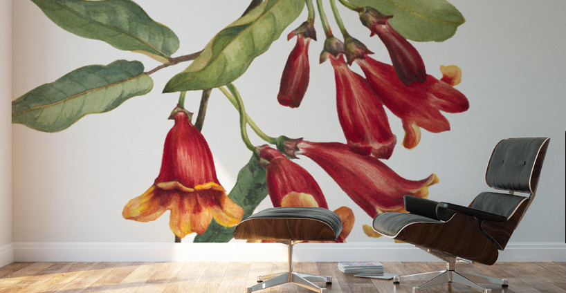 Crossvine Anisostichus capreolatus 1925 Wall Murals