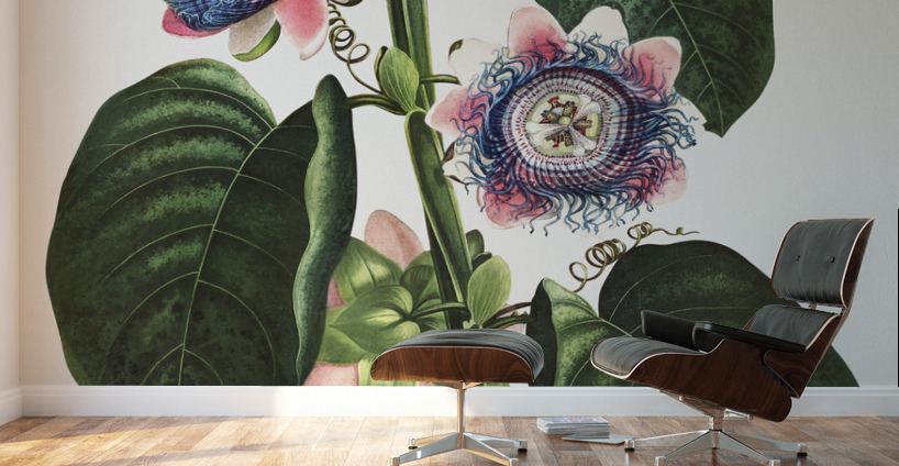 The Quadrangular Passion Flower  Wall Murals