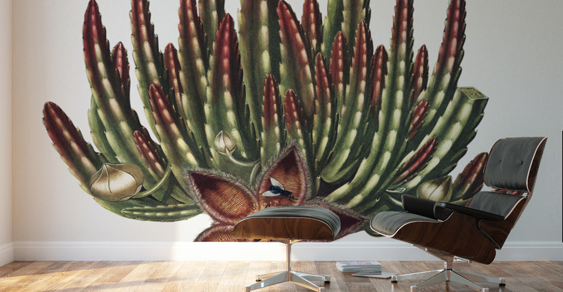 The Maggot–Bearing Stapelia Wall Murals