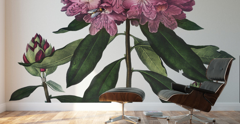 The Pontic Rhododendron Wall Murals