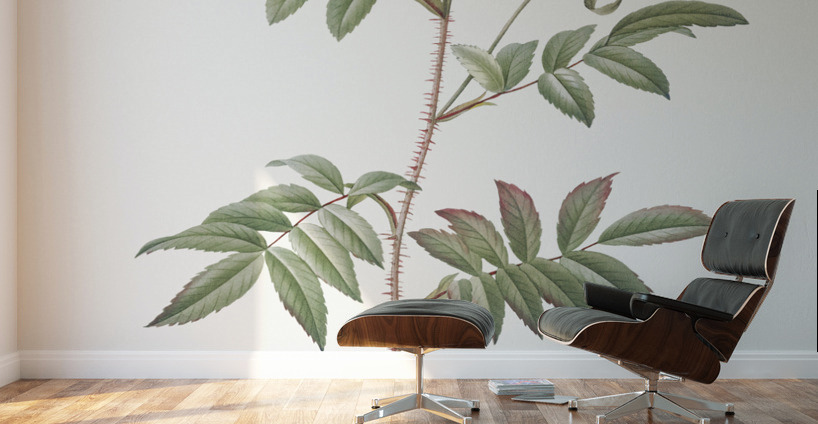 Vintage red rose Wall Murals