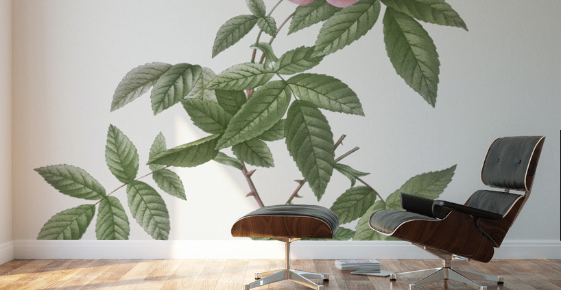 Pink boursault rose Wall Murals