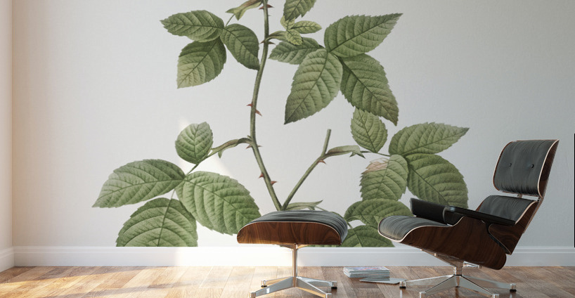 Redleaf rose in bloom Wall Murals