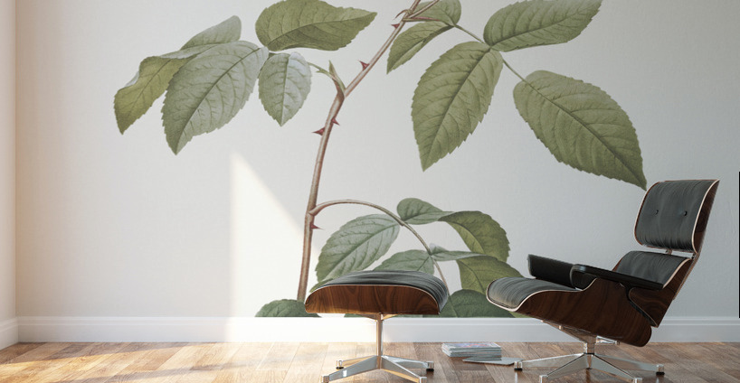 Big leaved climbing rose Wall Murals