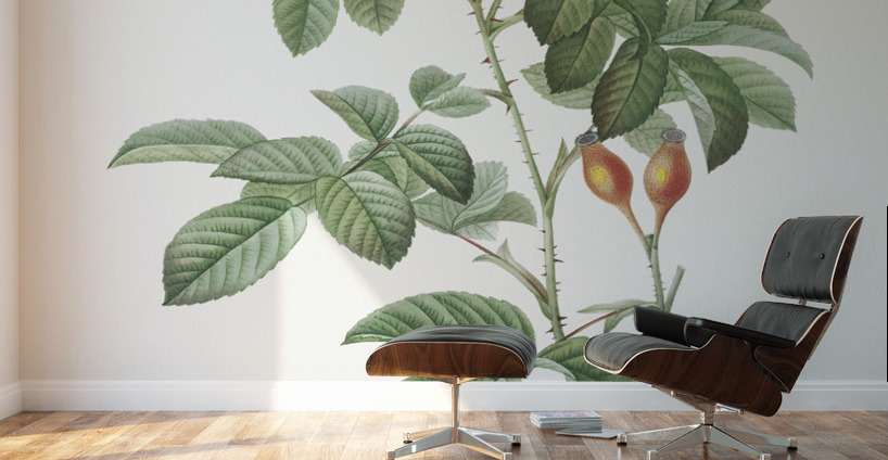 Blooming red postrland rose Wall Murals