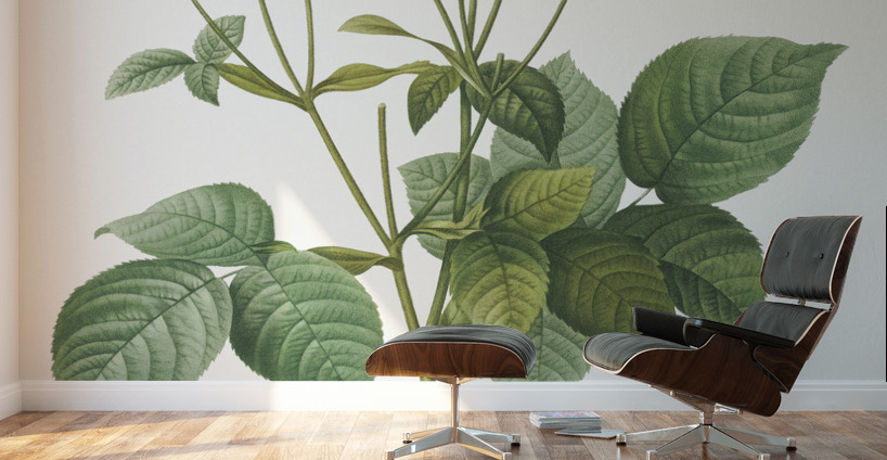 Pink french roses Wall Murals