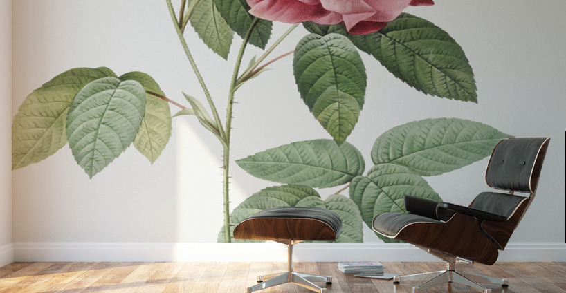 Vintage rosa gallica rose Wall Murals