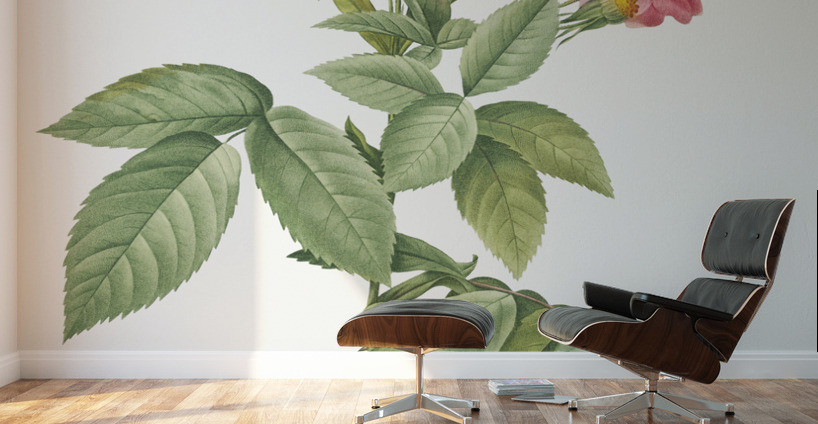 Vintage rosa gallica rose Wall Murals