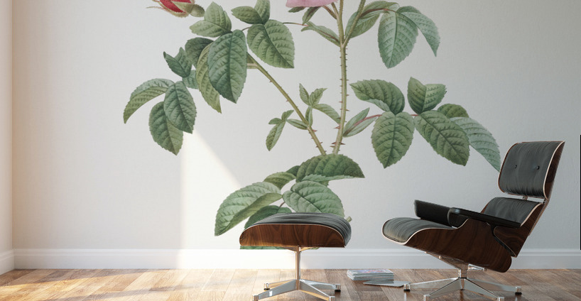 Provence rose in bloom Wall Murals