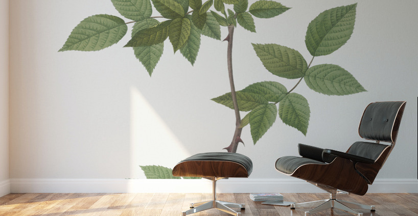 White rosa collina rose Wall Murals