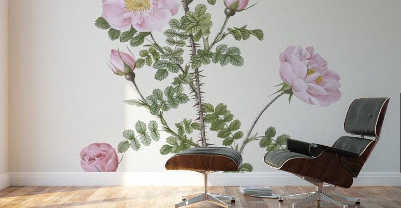Pink scotch briar rose Wall Murals