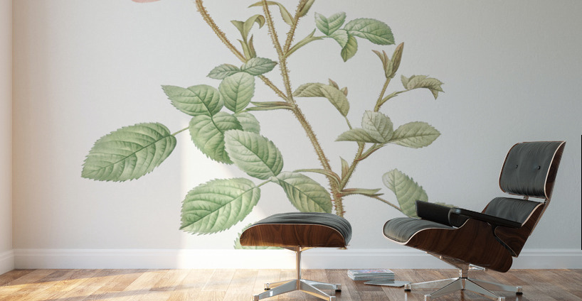 Vintage Musk rose Wall Murals