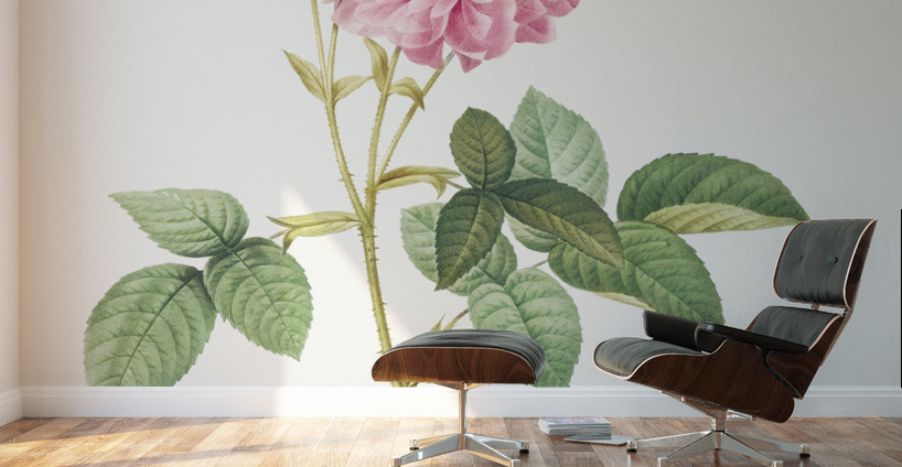 Pink Agatha rose Wall Murals