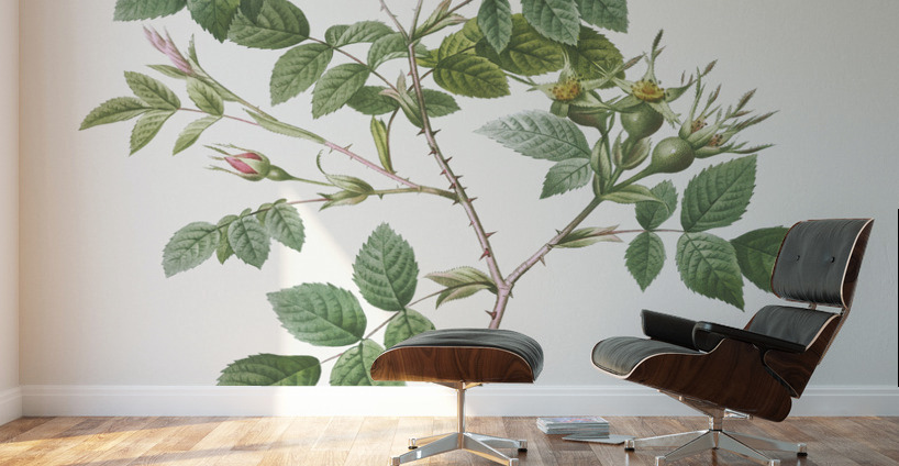 Vintage malmedy rose Wall Murals