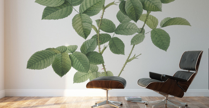 Blooming white roses Wall Murals