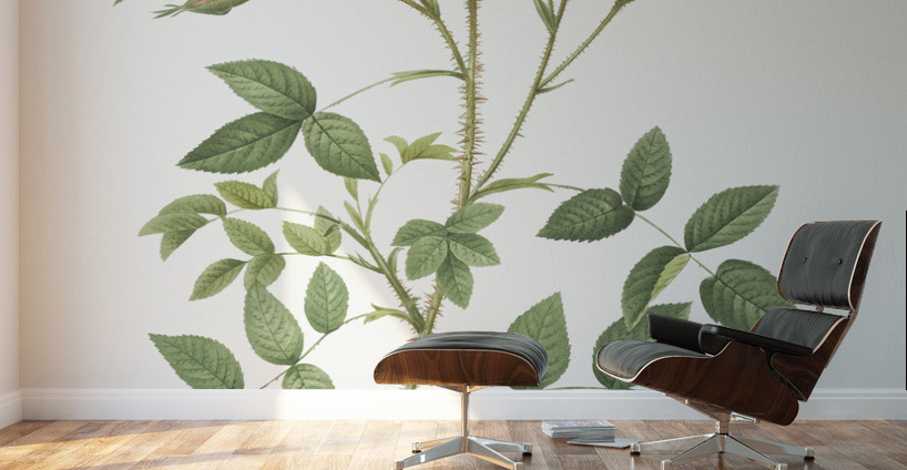 Vintage thornless Burnet rose Wall Murals