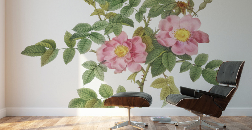 Burgundy cabbage rose in bloom Wall Murals