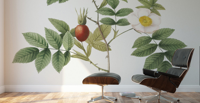 Mountain rose in bloom Wall Murals