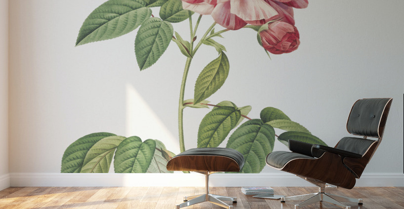 Pink french rosebush Wall Murals