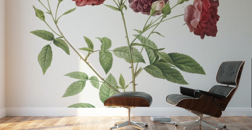 Ternaux rose in bloom Wall Murals