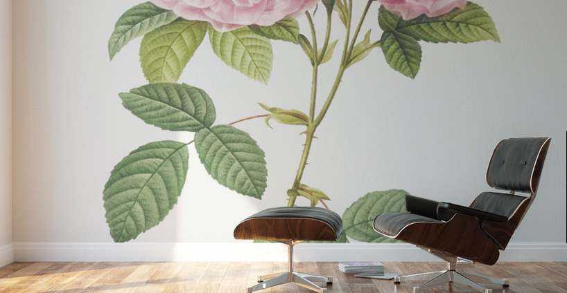 Vintage Leschenaults Rose Wall Murals