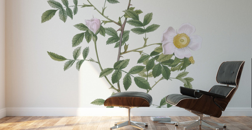 Pink hedge rose in bloom Wall Murals