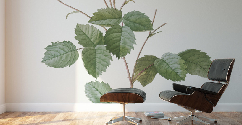 Pink provence rose Wall Murals