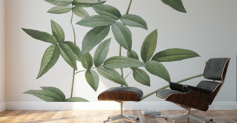 Vintage Lady Banks rose Wall Murals