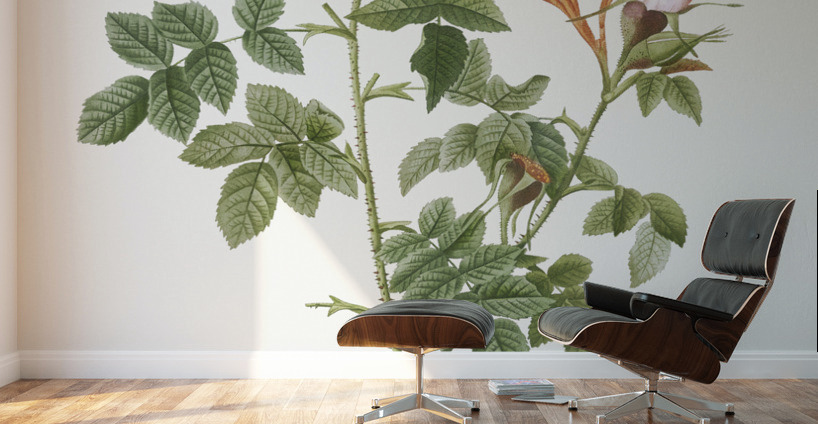 Blooming pink rosebush Wall Murals