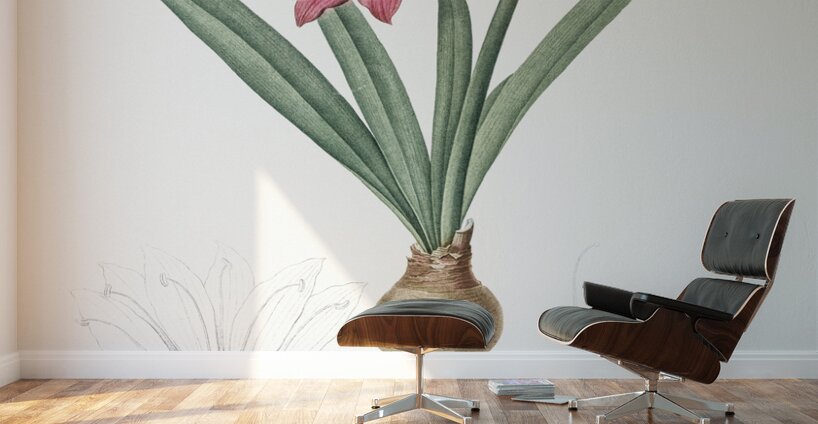 Hippeastrum illustration  Wall Murals