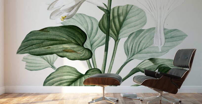 Daylily illustration  Wall Murals