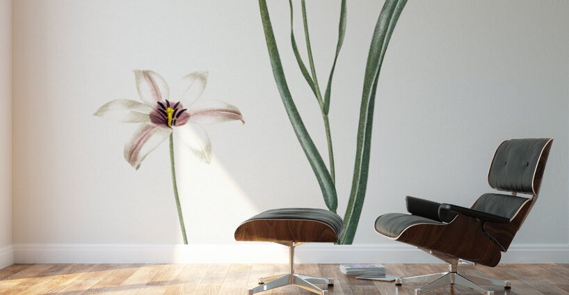 Lady tulip illustration  Wall Murals