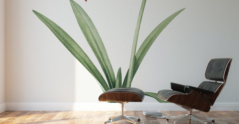 Hippeastrum illustration  Wall Murals