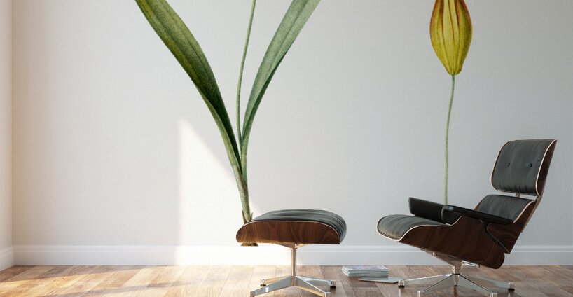 Tulipa celsiana illustration  Wall Murals