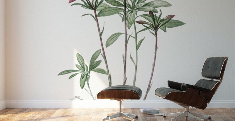 Lily of the Incas illustration  Wall Murals