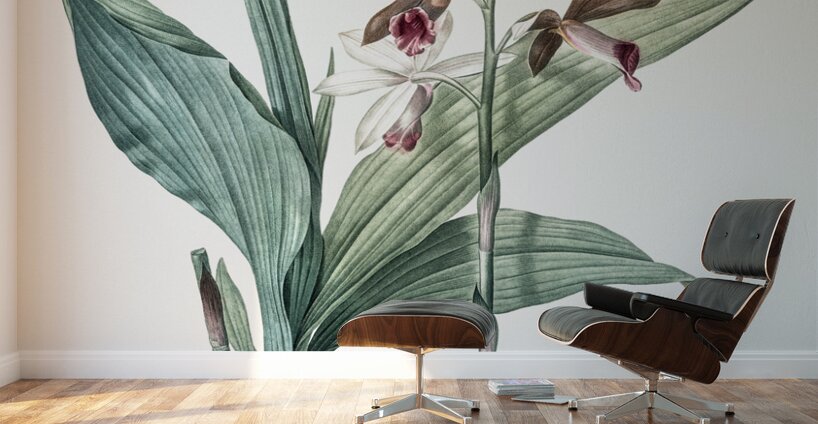 Limodorum tankervilleae illustration  Wall Murals