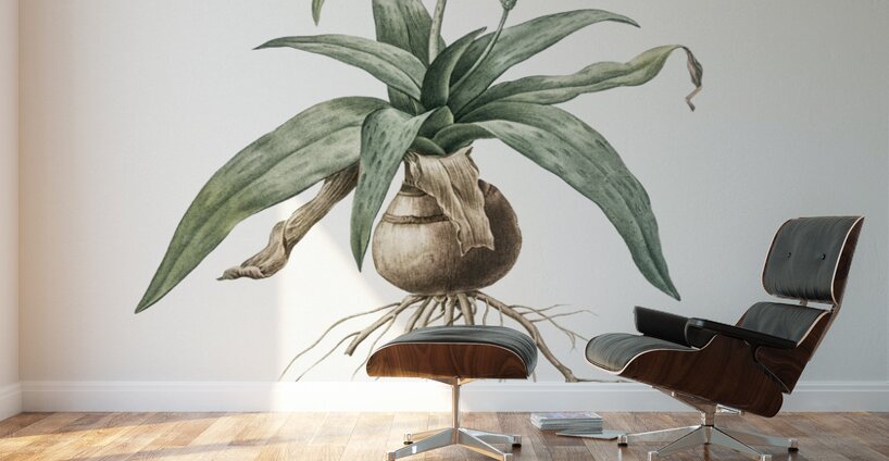Lachenalia lanceaefolia illustration  Wall Murals