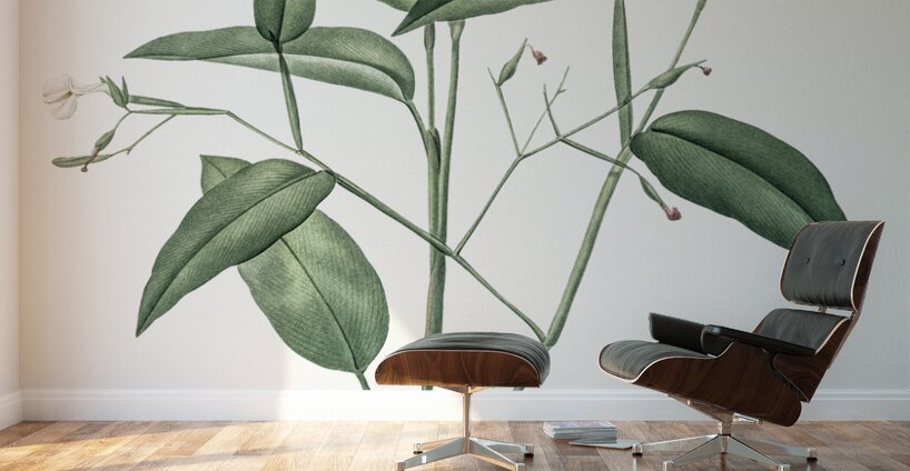 Maranta arundinacea illustration  Wall Murals