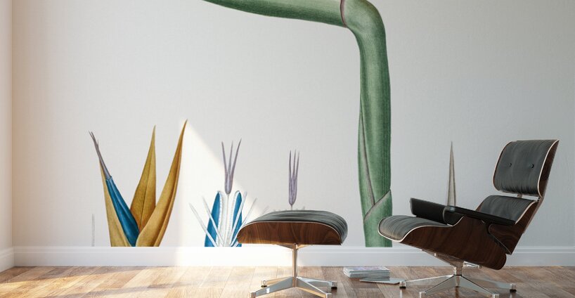 Bird of paradise illustration  Wall Murals