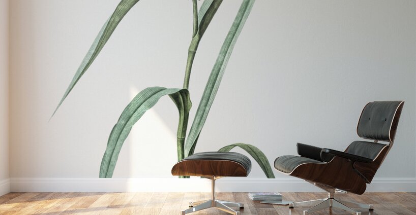 Virginia spiderwort illustration  Wall Murals